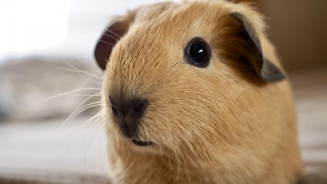 ロシアンスモークモルモット