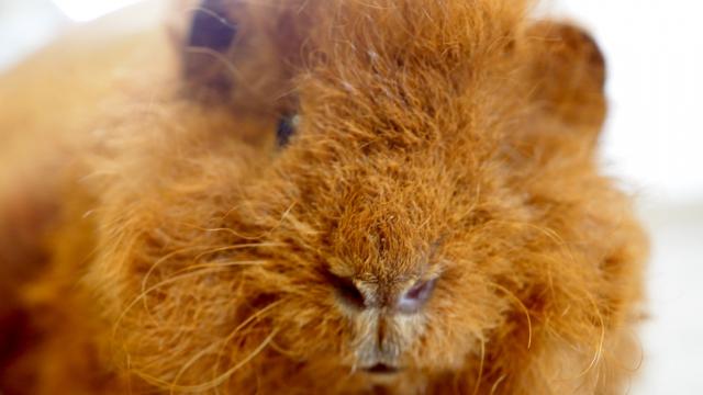 アルパカモルモット