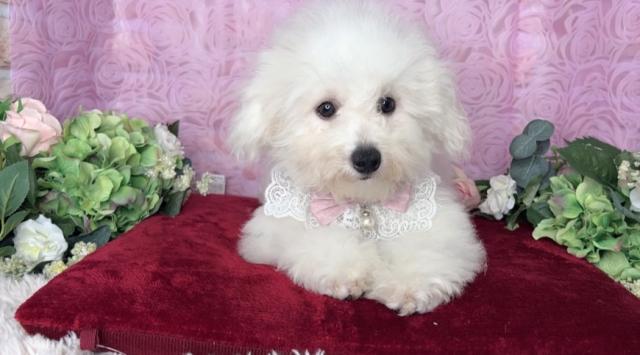 ビションフリーゼ