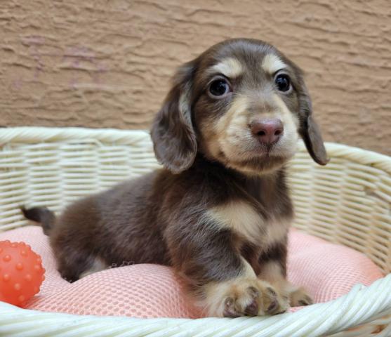 ミニチュアダックスフンド