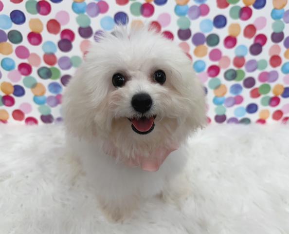 ビションフリーゼ成犬時4kg程予想