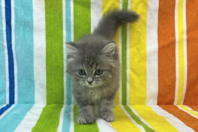 ミヌエット(旧ナポレオン)