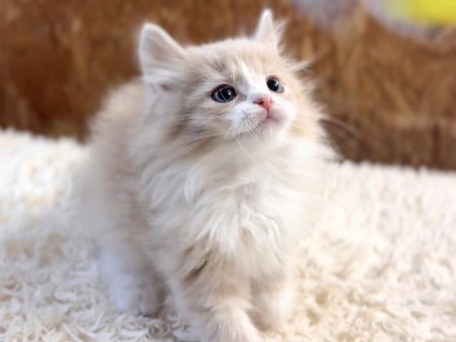 マンチカンお手入れお出掛けお風呂OK☆話題の神メソッド猫☆東京仙台愛知大阪福岡可