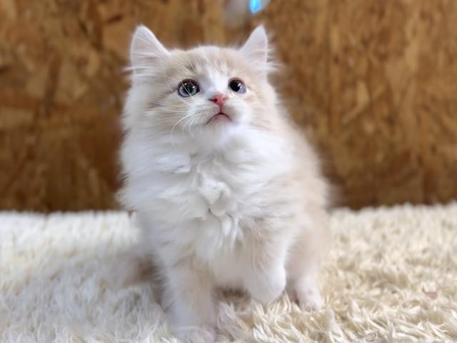 マンチカンお手入れお出掛けお風呂OK☆話題の神メソッド猫☆東京仙台愛知大阪福岡可