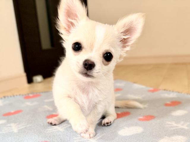 チワワ（ロングコート）