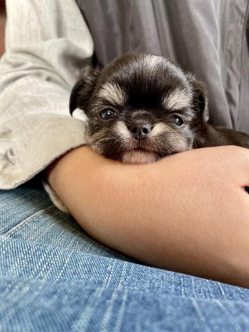 チワワ（ロングコート）