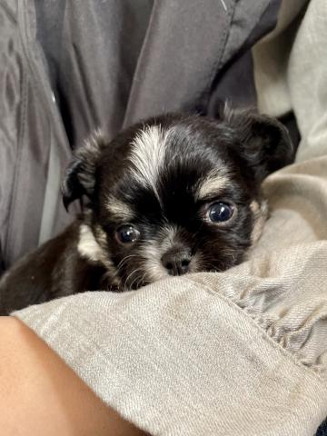 チワワ（ロングコート）