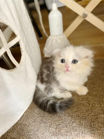 ミヌエット（旧ナポレオン）