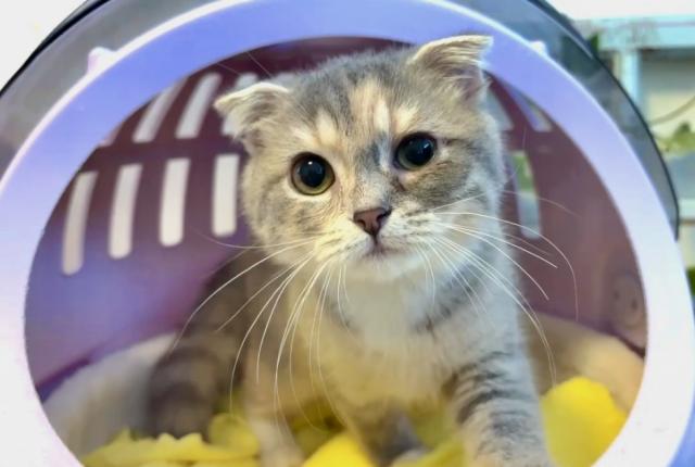 スコティッシュフォールド