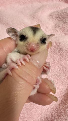 モザイクhetリューシ♂️🩵