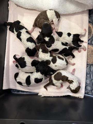 スタンダードプードル