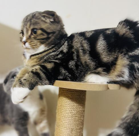 スコティッシュフォールド