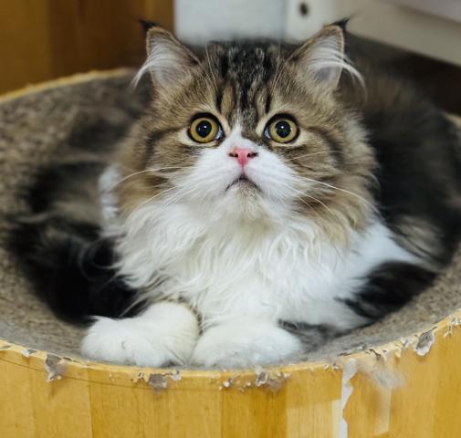 スコティッシュフォールド