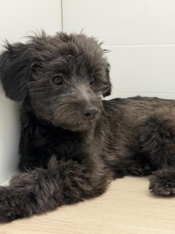 MIXチワワ×トイプードル