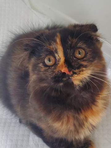 スコティッシュフォールド