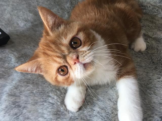 エキゾチックショートヘアー