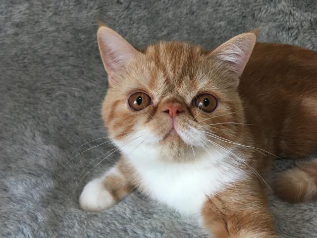 エキゾチックショートヘアー