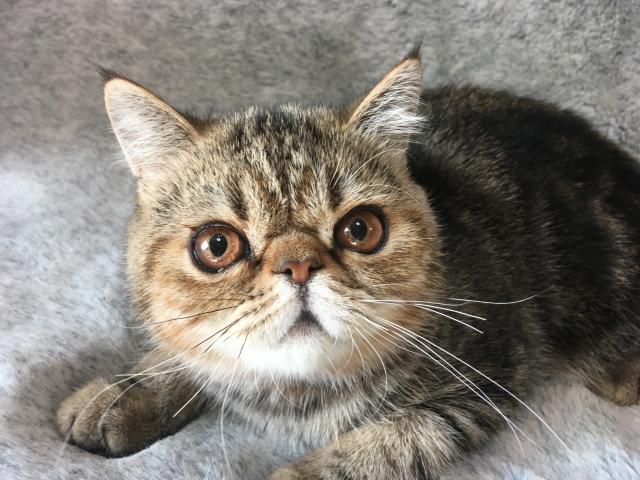 エキゾチックショートヘアー