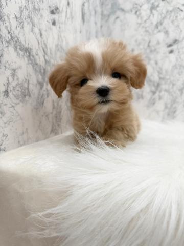 MIX色合い抜群マルプーちゃん💕