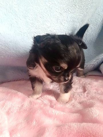 チワワ（ロングコート）