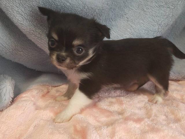 チワワ（ロングコート）