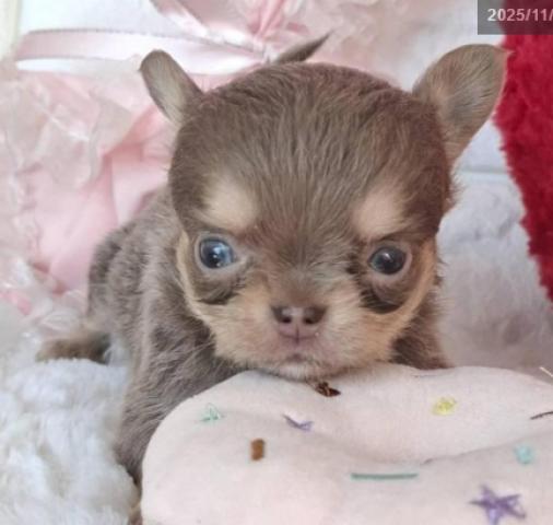 チワワ（ロングコート）