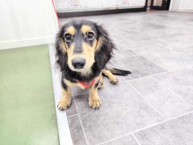 ミニチュアダックスフンド