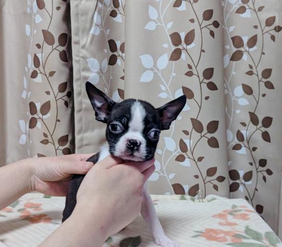 ボストンテリア