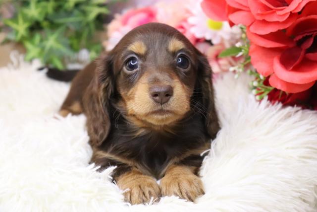 カニンヘンダックスフンド