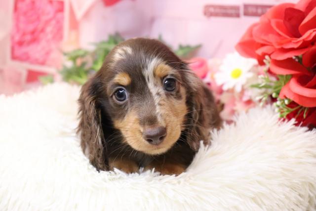 ミニチュアダックスフンド