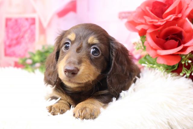 ミニチュアダックスフンド