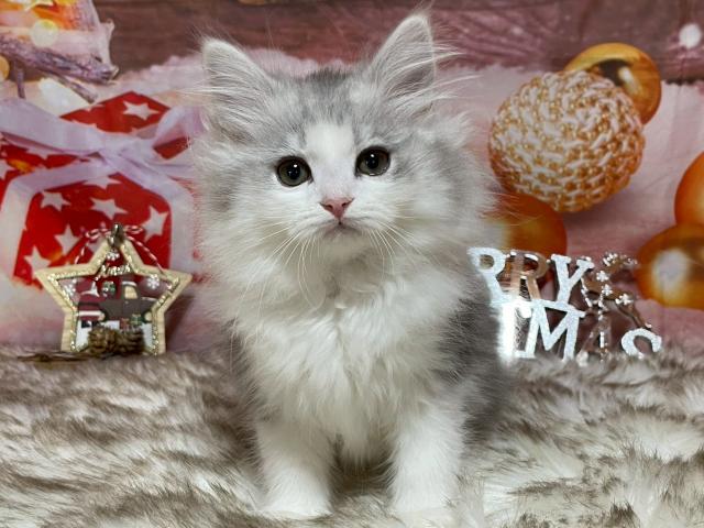 サイベリアン♡ゆう