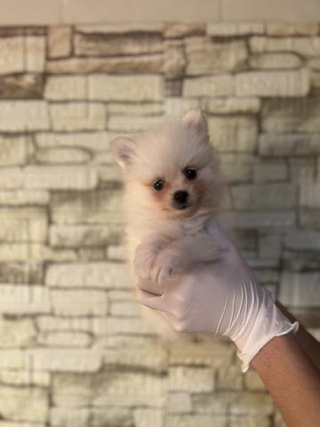 ポメラニアン6029