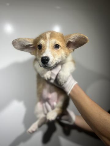 ウェルシュコーギーペンブローク4533