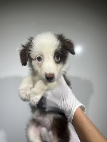 ボーダーコリー4152