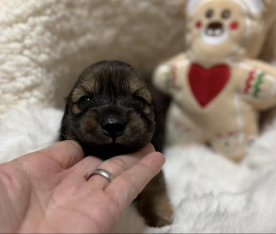 ミニチュアダックスフンド