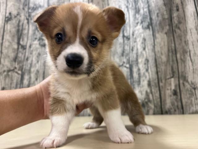 ウェルシュコーギーペンブローク