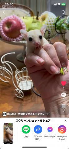 ストロベリー血統リューシュ