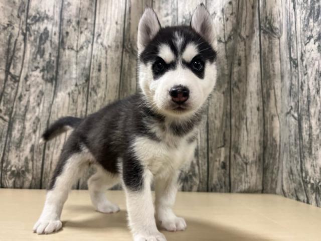 シベリアンハスキー