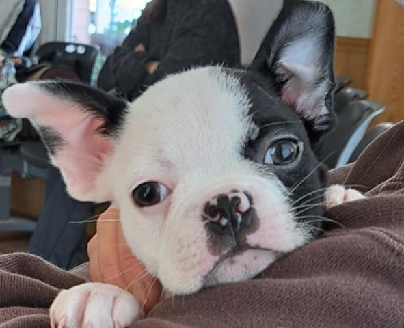 ボストンテリア