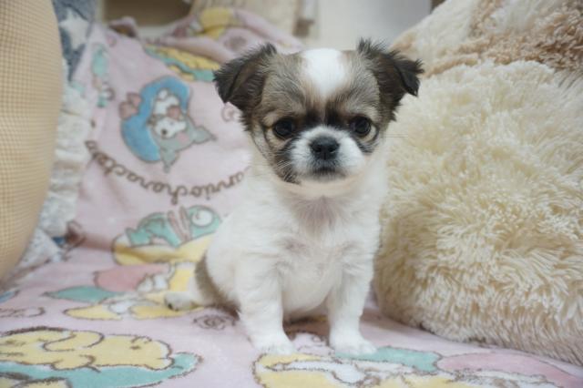 チワワ（ロングコート）