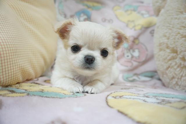 チワワ（ロングコート）