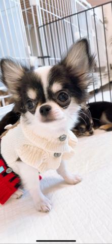 チワワ（ロングコート）