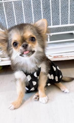 チワワ（ロングコート）