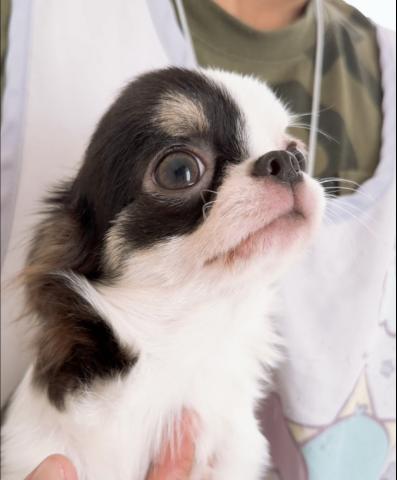 チワワ（ロングコート）