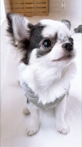 チワワ（ロングコート）