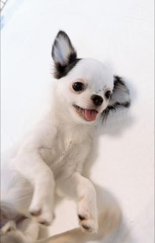 チワワ（ロングコート）