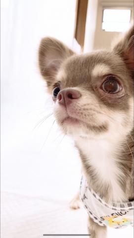 チワワ（ロングコート）