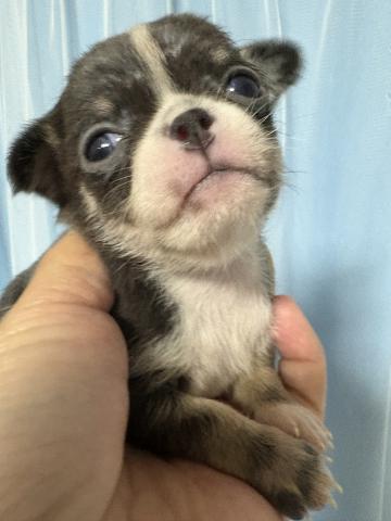 チワワ（ロングコート）