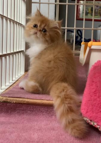 エキゾチックショートヘアー